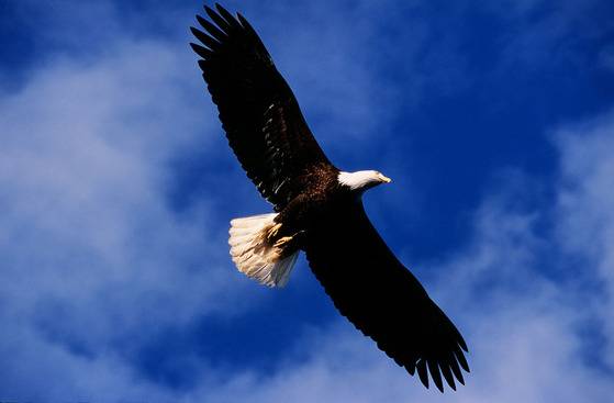 흰머리 독수리. [중앙포토]