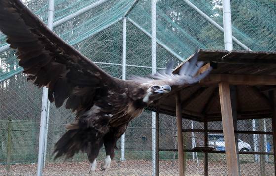 경기도 포천시 국립수목원 동물원에 있는 독수리 모습. [중앙 포토]