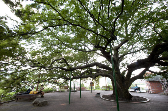 현풍휴게소에는 500살 넘은 느티나무가 있다. [사진 한국도로공사]