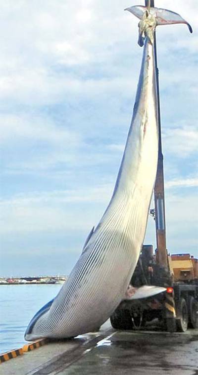 2016년 포항서 그물에 걸린 참고래. 역대 최고가인 3억1200만원에 팔렸다. [포항해양경찰서]