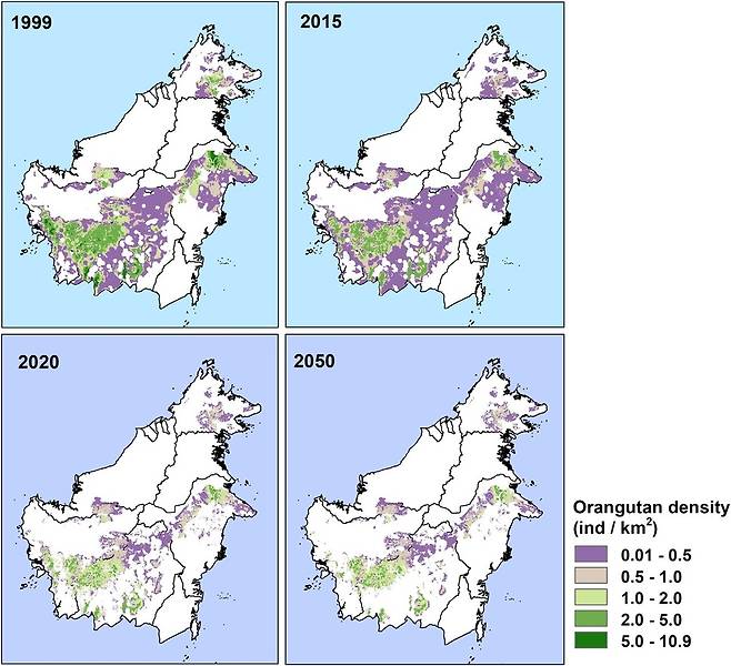 보르네오 섬의 오랑우탄 서식밀도 변화. 감소 추세는 2050년까지 지속될 것으로 예측됐다. 마리아 보익트 외(2018) 커런트 바이올로지 제공.
