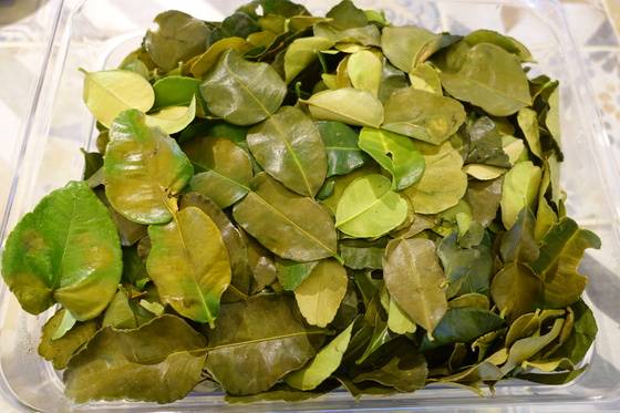 동남아 음식에 광범위하게 사용하는 허브인 카피르 라임잎.