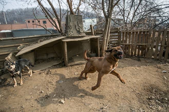 개들은 사람을 보고 짖기는 했지만 물거나 공격하지는 않았다. 백신 접종을 하러 온 수의사도 같은 말을 했다.