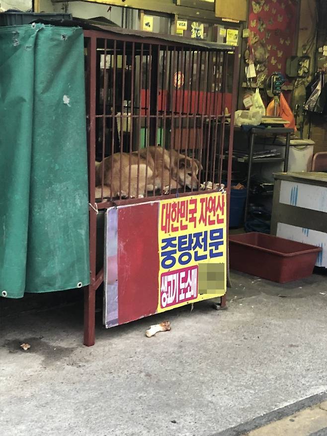 부산 구포 개시장에 가면 케이지에 갇힌 개를 볼 수 있다.