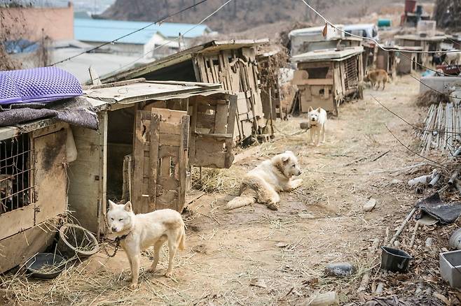 지난 10일 방문한 경기도 시흥시의 한 개농장, 개들은 싸우지 못하도록 서로 적당한 거리를 두고 쇠줄로 묶여 있었다.