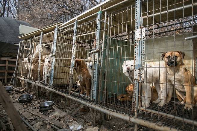 이 농장에는 도사견보다 일반 개들이 많았다.