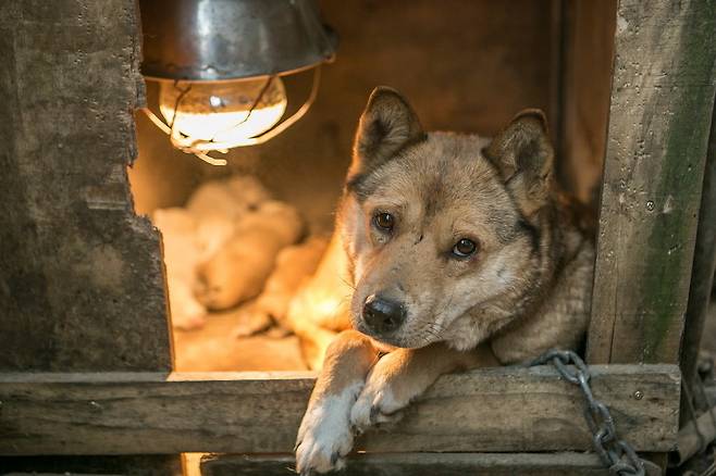 새끼를 낳은 어미개가 나무 우리 안에 있다.