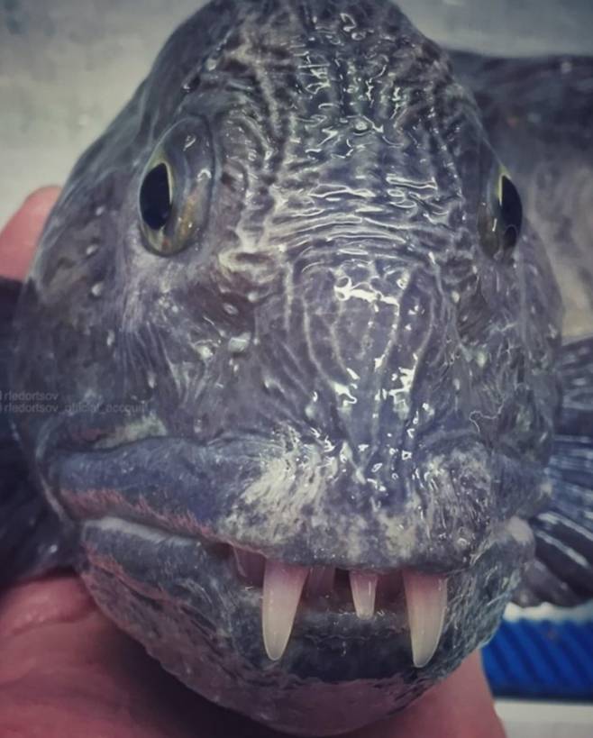 1천미터 심해 속에서 건져진 외계인 물고기’. ‘늑대 물고기(wolf fish)’로 불리는 흉측스런 모습(사진출처: 인스타그램 rfedortsov_official_account)