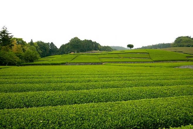 시즈오카는 일본 내 약 45%의 녹차를 생산하는 일본 최대 녹차 산지다. 넓게 펼쳐진 녹차밭에서 청량한 기운과 함께 풋풋한 내음이 풍겨온다. (사진=일본관광청 제공)