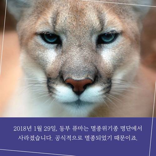 [카드뉴스] 3월 3일은 세계야생동식물의 날, 기억해줘!
