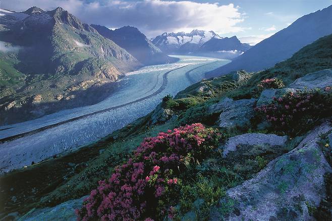 알프스 장미인 철쭉의 향연이 펼쳐지는 알레치 빙하 지대