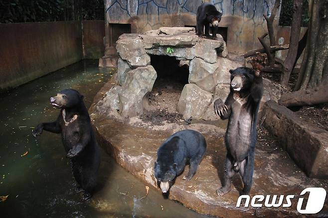 인도네시아 반둥 동물원에서 사육되는 태양곰들. 피골이 상접한 채 관광객에게 먹이를 구걸하듯 손짓하고 있다. <자료사진> © AFP=뉴스1