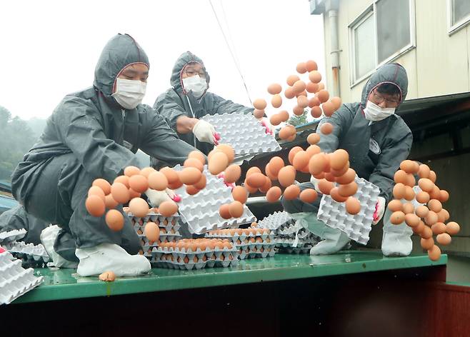 23일 오전 살충제 성분인 비펜트린이 초과 검출된 경기도 광주시 곤지암읍의 한 산란계 농가에서 방역 관계자들이 부적합 판정을 받은 계란을 폐기처분하고 있다.[연합뉴스]