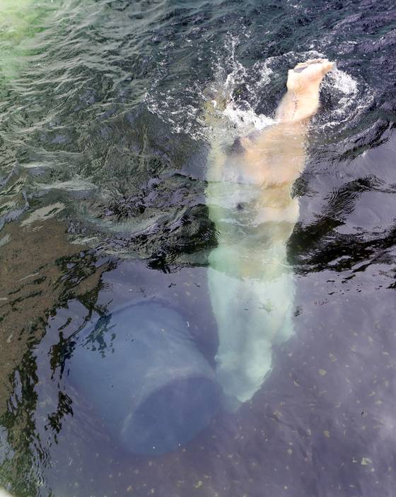 물 속으로 수영하는 통키. 통키의 나이는 24살. 북극곰의 수명을 고려하면 사람나이로 70대의 고령이다.