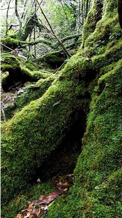 ▲애니메이션영화 <원령공주>의 배경지인 시라타니운스계곡. 신령스런 기운이 꽉 찬 원시림 사이로 숲의 요정들을 만날지도 모른다.Ⓒ스토리투어