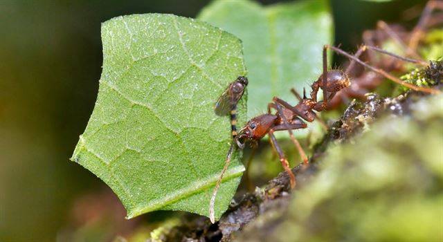 기생파리가 나뭇잎을 문 상태로 움직이지 못하는 잎꾼개미의 관절을 공격하고 있다. 국립생태원 제공