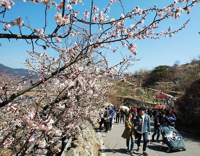 17일 전남 광양시 다압면 일원에서 광양매화축제가 열려 상춘객이 꽃구경을 하고 있다. [연합뉴스]