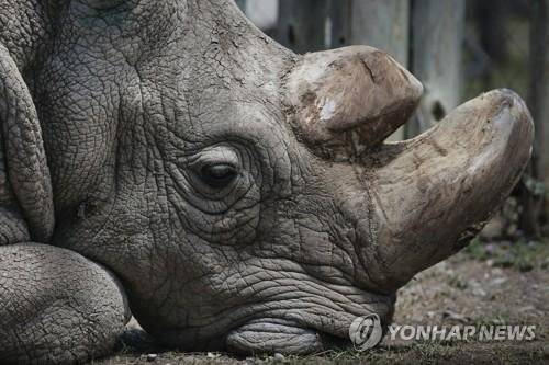 지구에 마지막으로 남은 수컷 북부 흰코뿔소 '수단'이 20일(현지시간) 아프리카 케냐의 올페제타 보호구역에서 45세의 나이로 사망했다. 이로써 지구에 마지막 남은 수컷 북부 흰코뿔소가 사라지게 됐다.EPA연합뉴스