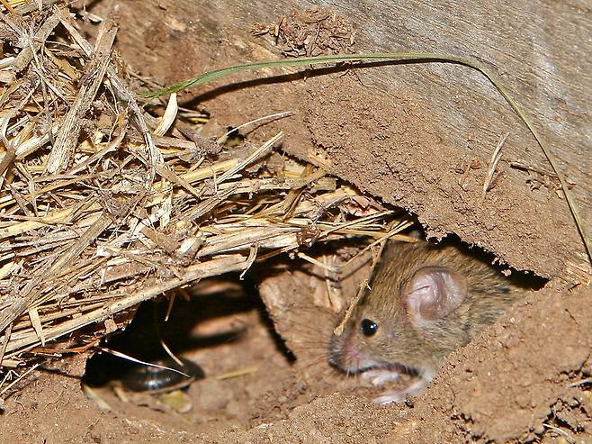 야생 생쥐의 모습. 먹이를 찾아 1만5천년 전 농경 집단 근처로 이주한 야생 생쥐는 사람을 덜 겁내고 스트레스를 덜 받는 개체가 많아지면서 스스로 가축화의 길을 걷고 있는 것으로 보인다. 위키미디어 코먼스 제공.