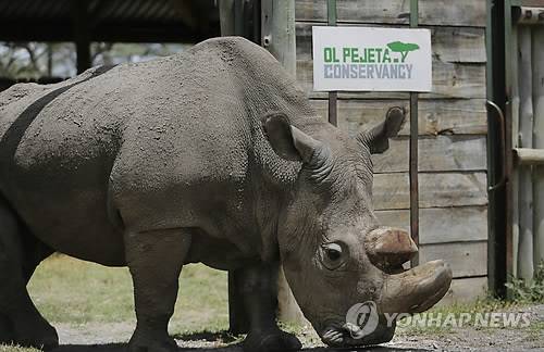 마지막 수컷 북부흰코뿔소 '수단' 폐사    (라이키피아<케냐> AP=연합뉴스) 20일(현지시간) 케냐 라이키피아의 올 페제타 보호구역에서 세계에서 마지막으로 남은 수컷 북부 흰코뿔소 '수단'이 고령에 의한 합병증으로 사망했다고 관계자들이 밝혔다. 사진은 지난 2017년 5월 수단의 모습.  gin@yna.co.kr  (끝)