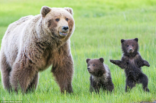 엄마랑 ‘봄 마실’ 나온 아기 곰들