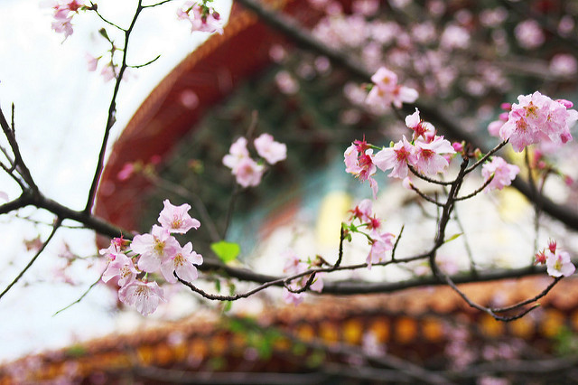 대만 타이베이 벚꽃 풍경. flickr_Jimmy Yao 제공