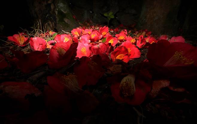 그러나 그들, 점점이 붉은 꽃으로 졌다 서귀포시 남원읍 위미리의 주택가 돌담 밑에 제주4·3을 상징하는 동백꽃이 수북이 떨어져 있다. 새빨간 동백꽃이 통째로 뚝뚝 떨어진 모습은 억울하게 죽어간 제주사람들의 죽음에 비유된다.