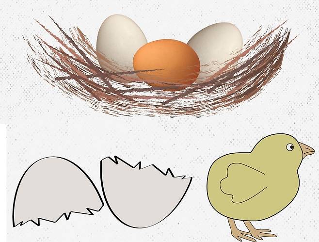 달걀의 정교한 구조와 기능이 밝혀지고 있다. 이를 잘 이해하면 식품 안전에도 기여할 것으로 기대된다. 마크 맥키 제공.