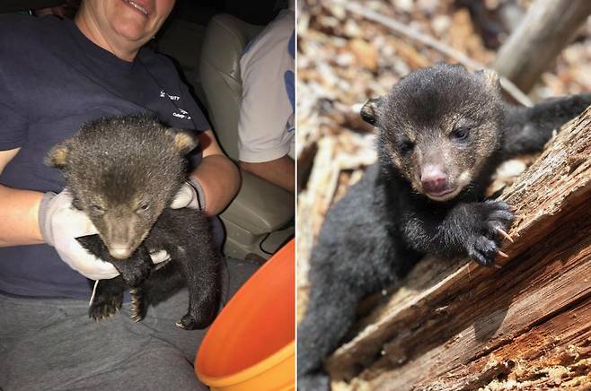 반려견이 구조된 새끼 곰(왼쪽)과 그 곰이 건강을 회복한 모습.