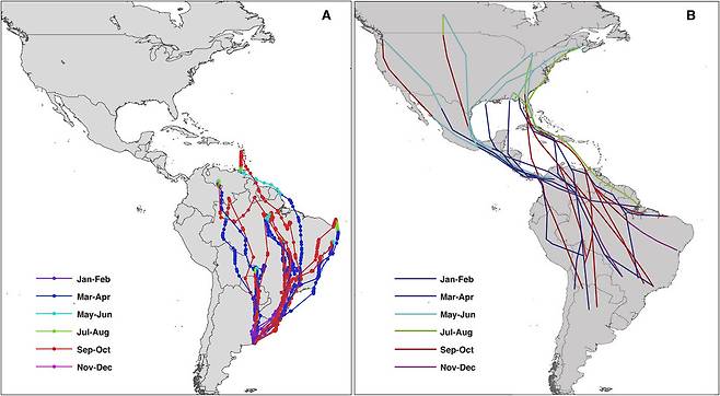 아르헨티나에서 번식한 제비의 이동 경로(A)와 북아메리카에서 번식한 일반적인 제비의 이동 경로(B). 각 달마다 다른 색으로 이동 경로를 표시했다. 데이비드 윙클러/커런트 바이올로지 제공