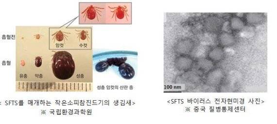 야생진드기