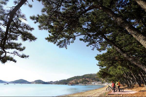 [월간산]웅장한 소나무들이 가득한 월송해송림.