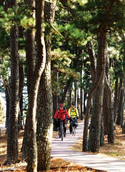 [월간산]해송림 사이로 조성된 산책로에서 자전거를 타고 있다.