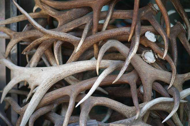 녹용이 쌓여있는 모습. [연합뉴스]