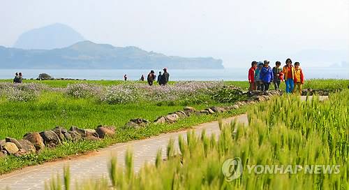 가파도 청보리밭에서 느끼는 봄 정취 (서귀포=연합뉴스) 변지철 기자 = 2015년 4월 제주 서귀포시 대정읍 가파도에서 개막한 제7회 가파도청보리축제를 찾은 관광객과 도민들이 청보리밭을 걸으며 제주의 봄 정취를 느끼고 있다. [연합뉴스 자료사진]