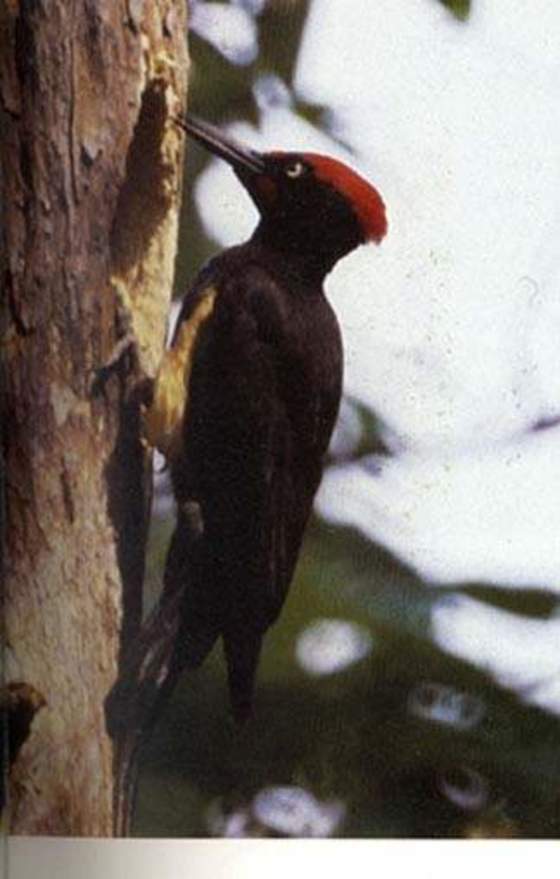 국립수목원 크낙새 수컷. [중앙포토]