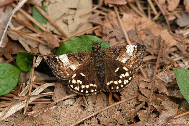 더듬이 곤봉모양의 끝부분이 낫 모양인 멧팔랑나비. 국립생태원 제공