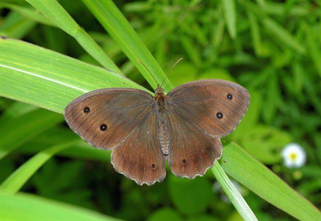 날개를 펴고 있는 굴뚝나비. 국립생태원 제공
