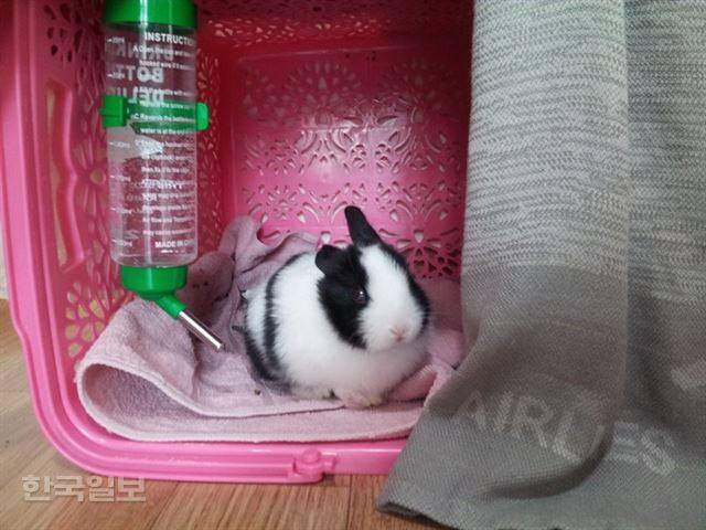 입양 후 집이 없어 빨래 바구니에서 살았던 랄라