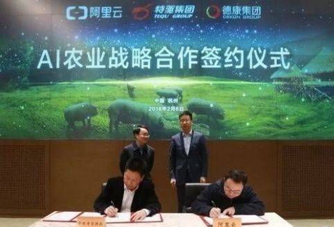 지난 2월 초 IT 대기업 알리바바와 양돈업체 데콘그룹, 사료업체 테구그룹이 'AI 돼지 사육' 협약식을 진행하고 있다. 바이두