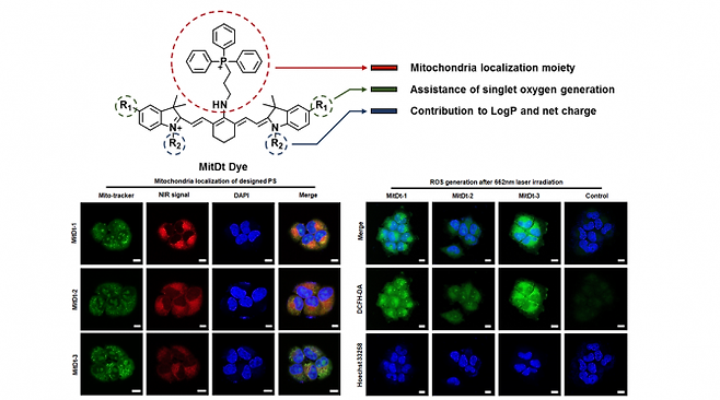 완성된 물질의 화학구조 (위쪽), 미토콘드리아 타게팅 효과 (왼쪽), 및 레이저에 따른 활성산소종 생성 (오른쪽)을 보여주는 그래프. -