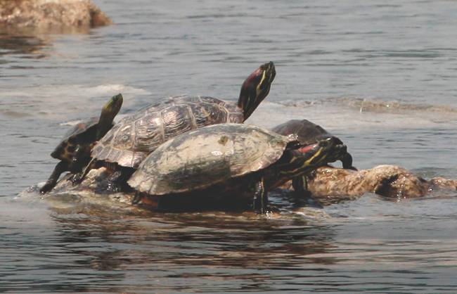 한때 인기 반려동물이었지만 지금은 생태교란종이 돼 수입마저 금지된 붉은귀거북. [사진 제공=동아일보]