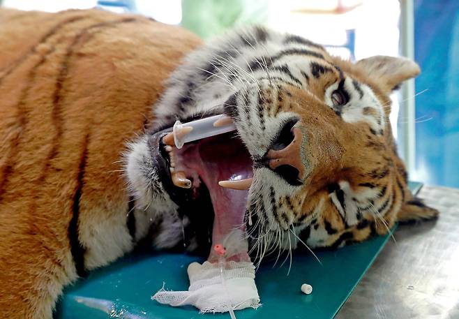 헝가리 세게드 동물원의 시베리아 호랑이 이고르가 18일(현지시간) 비외과적 줄기세포 수술을 받기 위해 혀에 주사바늘을 꽂은 체 수술대 위에 누워있다.[로이터=연합뉴스]
