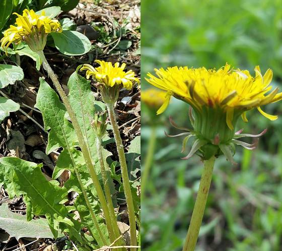 총포가 위로 향해있는 토종 노란민들레(왼). 총포가 아래로 쳐져있는 서양민들레(오). [사진 김순근]