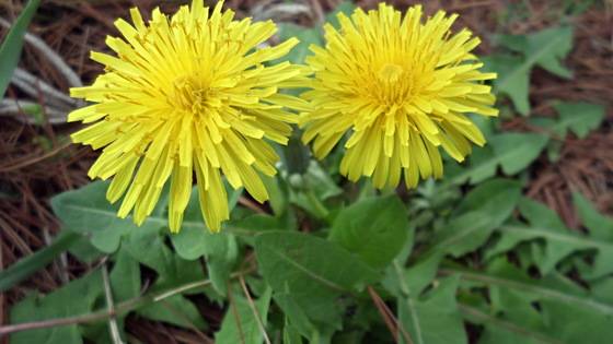 민들레꽃. [사진 김순근]