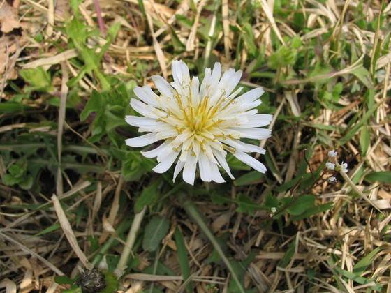 흰민들레꽃. [사진 김순근]