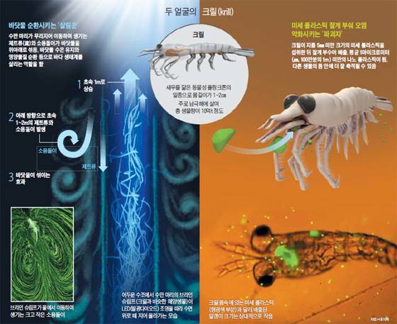 /그래픽=김충민이미지를 클릭하시면 그래픽 뉴스로 크게 볼 수 있습니다. / 조선닷컴