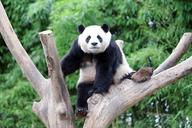 에버랜드 판다 러바오(수컷)