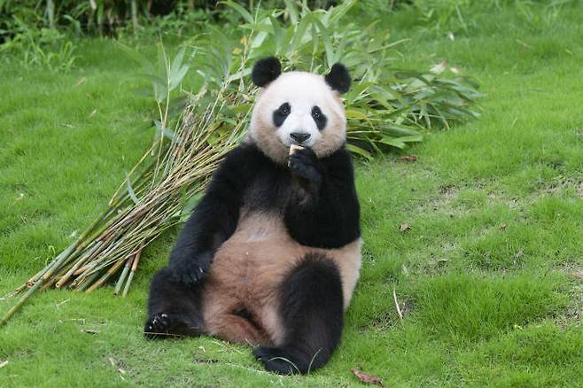 에버랜드 판다 아이바오(암컷)