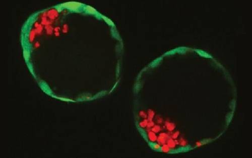 실험실에서 성장한 배아같은 조직 2개[출처: 네덜란드 멀린연구소(MERLN Institute) 니콜라스 리브론 박사]